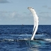 whale_humpback_v_00707_dom2778.jpg